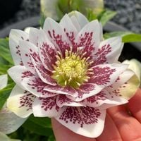 CIEMIERNIK DOUBLE ELLEN WHITE SPOTTED - NAKRAPIANY, SADZONKA P11/1