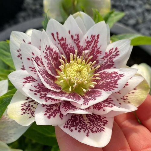 CIEMIERNIK DOUBLE ELLEN WHITE SPOTTED - NAKRAPIANY, SADZONKA P11/1 LITR na Arena.pl