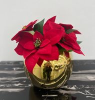 Gwiazda Betlejemska w doniczce Premium