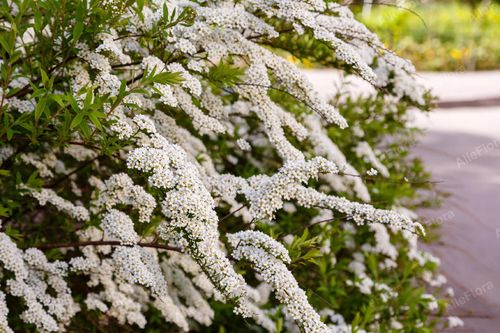 Tawuła nippońska 'Snowmound' Śnieżnobiała (Spiraea nipponica) Doniczka 2.0L na Arena.pl