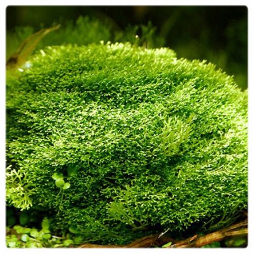 Riccia fluitans WGŁĘBKA WODNA in vitro kubek 10cm na Arena.pl