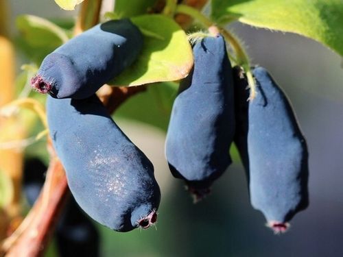 Jagoda kamczacka INDIGO GEM Kanadyjska Słodka Zapylacz odmiany Aurora na Arena.pl