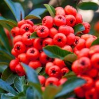 Ognik szkarłatny czerwony 'Kuntayi' (Pyracantha coccinea) Doniczka 2.0L
