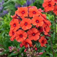 Floks wiechowaty 'Orange Perfection' (Phlox paniculata) Płomyk Doniczka