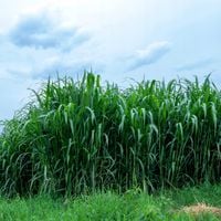 Proso rózgowate 'Dallas Blues' (Panicum virgatum) Wysoka odmiana ~160cm wys