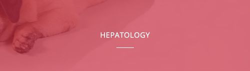 Hepatikrill cane e gatto 30 tab. NBF LANES - Funkcjonowanie wątroby na Arena.pl