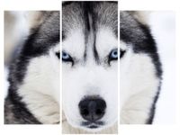 70 90CM OBRAZ 3 ELEM HUSKY ŚCIENNY DRUK PŁÓTNO