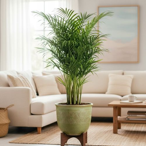 Areka palma Areca Dypsis czyści powietrze Wys. 70cm Zimoodporne na Arena.pl