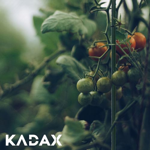 TYCZKA PODPÓRKA ROŚLIN STAL POWLEKANA 120cm 15szt na Arena.pl