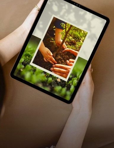 Śliwa RENKLODA ULENA polecana ODMIANA SAMOPYLNA duże PYSZNE DUŻE OWOCE na Arena.pl