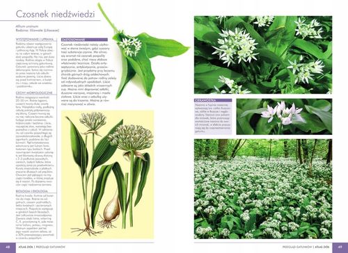 Atlas ziół Aleksandra Halarewicz SBM na Arena.pl