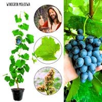 Winogron Mołdowa ciemne winogrona KRZEW 60-90 cm