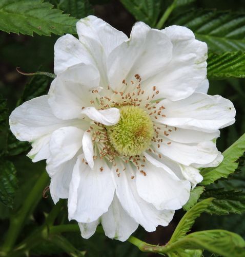 MALINOTRUSKAWKA - sadzonki w doniczkach na Arena.pl