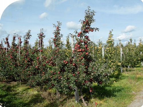 Mospilan 20SP zwalcza szkodniki mszyce, stonkę i inne 40g na Arena.pl