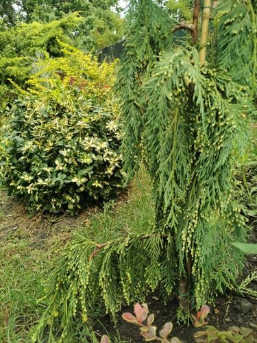 Cyprysik nutkajski 'Jubilee' (Chamaecyparis nootkatensis) Doniczka 3.0L na Arena.pl