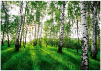 FOTOTAPETA LAS BRZOZOWY DRZEWA 3D DO SYPIALNI SALONU TAPETA ŚCIENNA 350x250