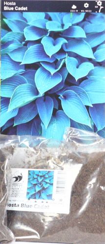 Funkia Hosta Blue Cadet na Arena.pl