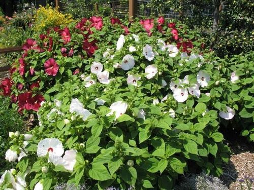 Hibiskus bylinowy OLD YELLA C2 na Arena.pl