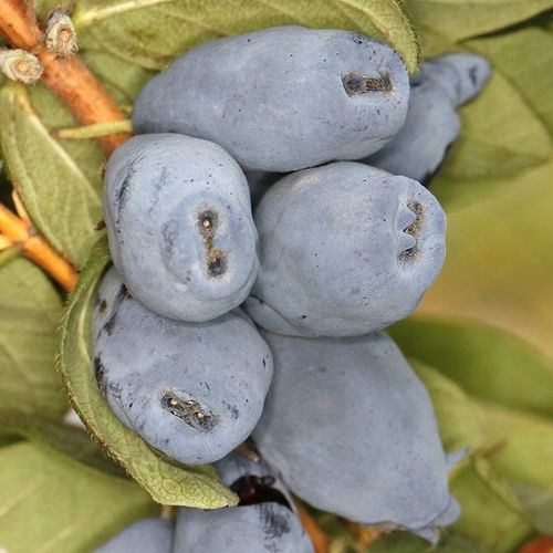 Szkółka Jagoda Kamczacka ZESTAW KANADYJSKICH odmian na Arena.pl