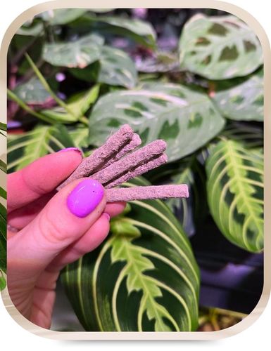 Pałeczki Nawozowe na Szkodniki Ziemiórki Przędziorki Tarczniki 100 na Arena.pl