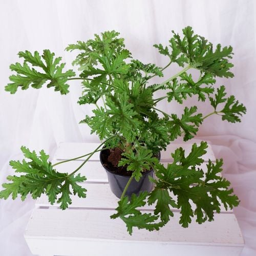 GERANIUM ANGINKA Pelargonium graveolens gęsta XL don.Ø13cm na Arena.pl