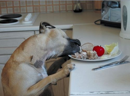 Pet Corrector 200ml na Arena.pl