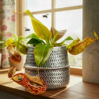 product-compare-61687164