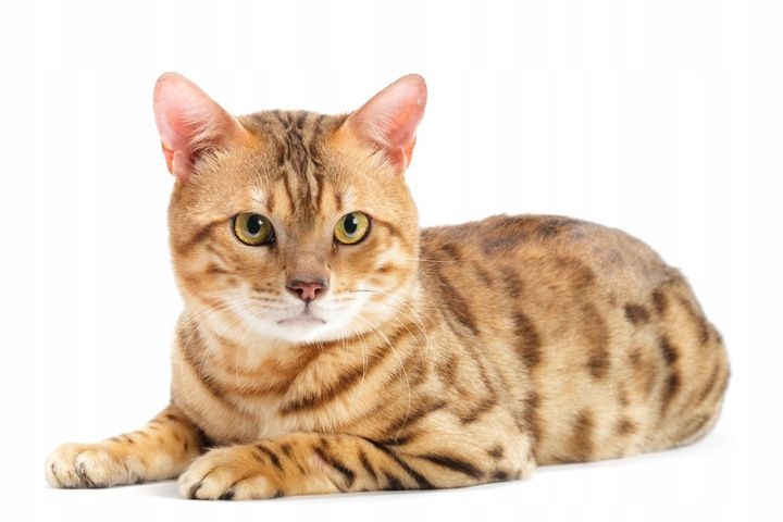 VERSELE-LAGA Classic Cat Variety 10kg zdjęcie 7