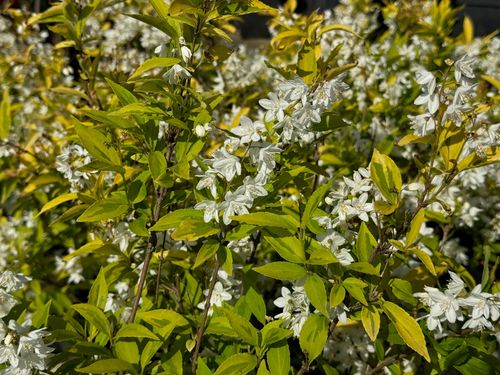 Żylistek wysmukły 'Aurea' Żółte liście (Deutzia gracilis 'Aurea') 2.0L na Arena.pl