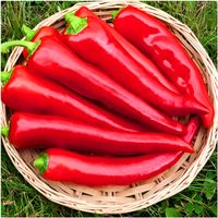 Papryka Słodka Marconi Plenna Odporna Słodie Owoce Długa, Stożkowa, Czerwo