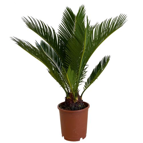 CYKAS (CYCAS) 40 cm na Arena.pl