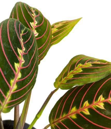 MARANTA FASCINATOR 15 cm na Arena.pl