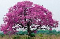 LAPACHO CZERWONE Tabebuia avellanedae - NASIONA 1400 sztuk - 100g.