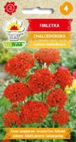 Firletka chalcedońska nasiona 0,5 g. na kwiat cięty