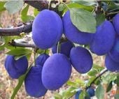 ŚLIWA WĘGIERKA zwykła na śliwowicę - sadzonki 90 / 140 cm