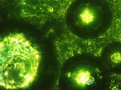 Sok z Młodego Jęczmienia BIO Proszek Ekologiczny Witaminy 100g NatVita na Arena.pl