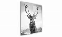OBRAZ NA SZKLE KWADRATOWY 30x30cm  013 Czarno-biały jeleń