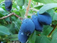 product-compare-58065310