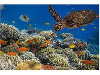 OBRAZ PODWODNA NATURA