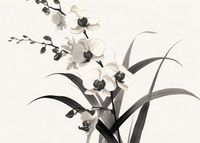 Plakat 70x50cm Orchidea