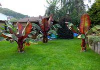 Bananowiec ensete Abisyński Maurelli banan C6 duży