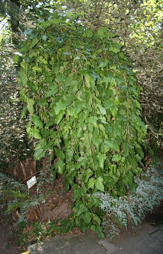 Morwa Czarna Pendula PA 120-140cm na Arena.pl