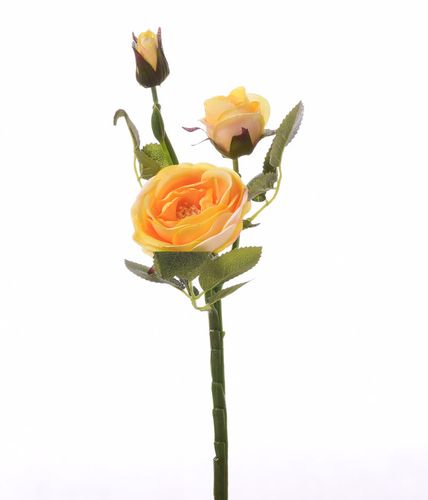 Róża gałązka żółta na Arena.pl