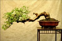 Tło FLAT LAY do fotografii produktowej kulinarnej