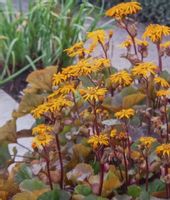 Języczka pomarańczowa Midnight Lady bylina staw