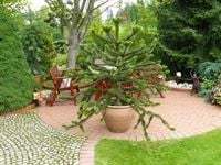 ARAUCARIA araukaria (małpka) sadzonki P9