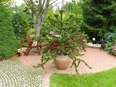 ARAUCARIA araukaria (małpka) sadzonki P9