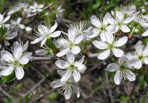 ŚLIWA TARNINA Prunus spinosa- NASIONA 50 sztuk - 10g. na Arena.pl