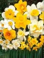 Cebulki narcyzów mieszanka Harlekin 20szt
