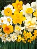 Cebulki narcyzów mieszanka Harlekin 20szt